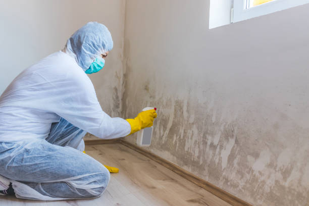 Professional mold removal team in Phoenix
