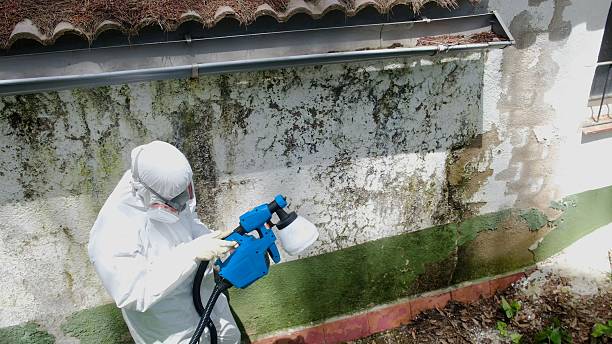 Mold Removal service in Phoenix